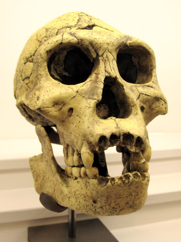 Homo Georgicus gemfrei600x800
